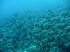 20080908 - Aquatiki-Dive7-1 Fakarava Tumakohua Outgoing-102 Dive7-1 Fakarava Tumakohua Outgoing