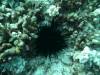 101 - Dive1-1 Kona Aquarium