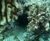 104 - Dive1-1 Kona Aquarium