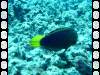 109 - Dive1-1 Kona Aquarium