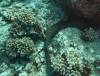 111 - Dive1-1 Kona Aquarium