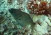 113 - Dive1-1 Kona Aquarium