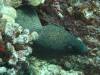 115 - Dive1-1 Kona Aquarium