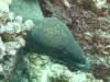 116 - Dive1-1 Kona Aquarium