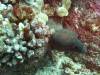 117 - Dive1-1 Kona Aquarium