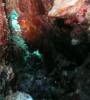 118 - Dive1-1 Kona Aquarium