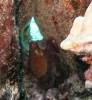 119 - Dive1-1 Kona Aquarium