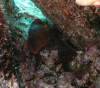 120 - Dive1-1 Kona Aquarium