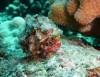 103 - Dive1-2 Kona Aquarium