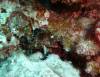 104 - Dive1-2 Kona Aquarium