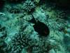 107 - Dive1-2 Kona Aquarium