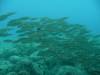 Album: Dive1-4 Kona Airport