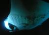 Album: Dive1-5N Airport MantaRays