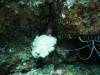 106 - Dive3-3 Da Hood