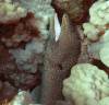 107 - Dive3-1 Stoney Mesas