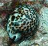 104 - Dive3-2 Stoney Mesas