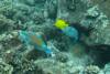 106 - Dive3-2 Stoney Mesas