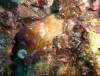 105 - Dive3-3 Auau Crater