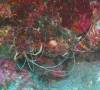 Album: Dive4-1 Paradise Pinnacle