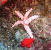 100 - Dive4-1 Paradise Pinnacle