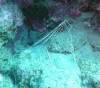 102 - Dive4-1 Paradise Pinnacle