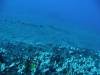 105 - Dive4-1 Paradise Pinnacle