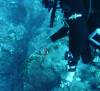 117 - Dive4-1 Paradise Pinnacle