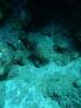 121 - Dive4-1 Paradise Pinnacle