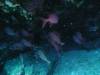 122 - Dive4-1 Paradise Pinnacle