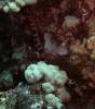 123 - Dive4-1 Paradise Pinnacle