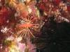 101 - Dive4-2 Paradise Pinnacle