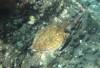 108 - Dive4-2 Paradise Pinnacle
