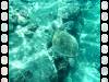109 - Dive4-2 Paradise Pinnacle