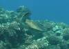 111 - Dive4-2 Paradise Pinnacle