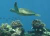 112 - Dive4-2 Paradise Pinnacle