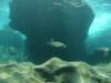 113 - Dive4-2 Paradise Pinnacle