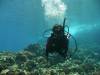 117 - Dive4-2 Paradise Pinnacle