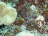 Album: Dive4-3 Rob's Reef