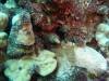103 - Dive4-3 Rob's Reef