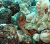 104 - Dive4-3 Rob's Reef