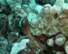 106 - Dive4-3 Rob's Reef
