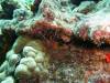 109 - Dive4-3 Rob's Reef
