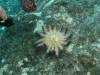 113 - Dive4-3 Rob's Reef