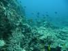 114 - Dive4-3 Rob's Reef
