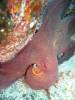 Album: Dive4-4 Rob's Reef