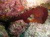 107 - Dive4-4 Rob's Reef