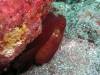 108 - Dive4-4 Rob's Reef