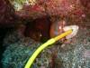 111 - Dive4-4 Rob's Reef