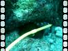 112 - Dive4-4 Rob's Reef