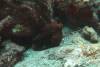 113 - Dive4-4 Rob's Reef